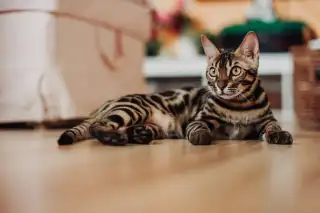 Toygers: The Mini Tiger That Actually Lives in Your Living Room cat