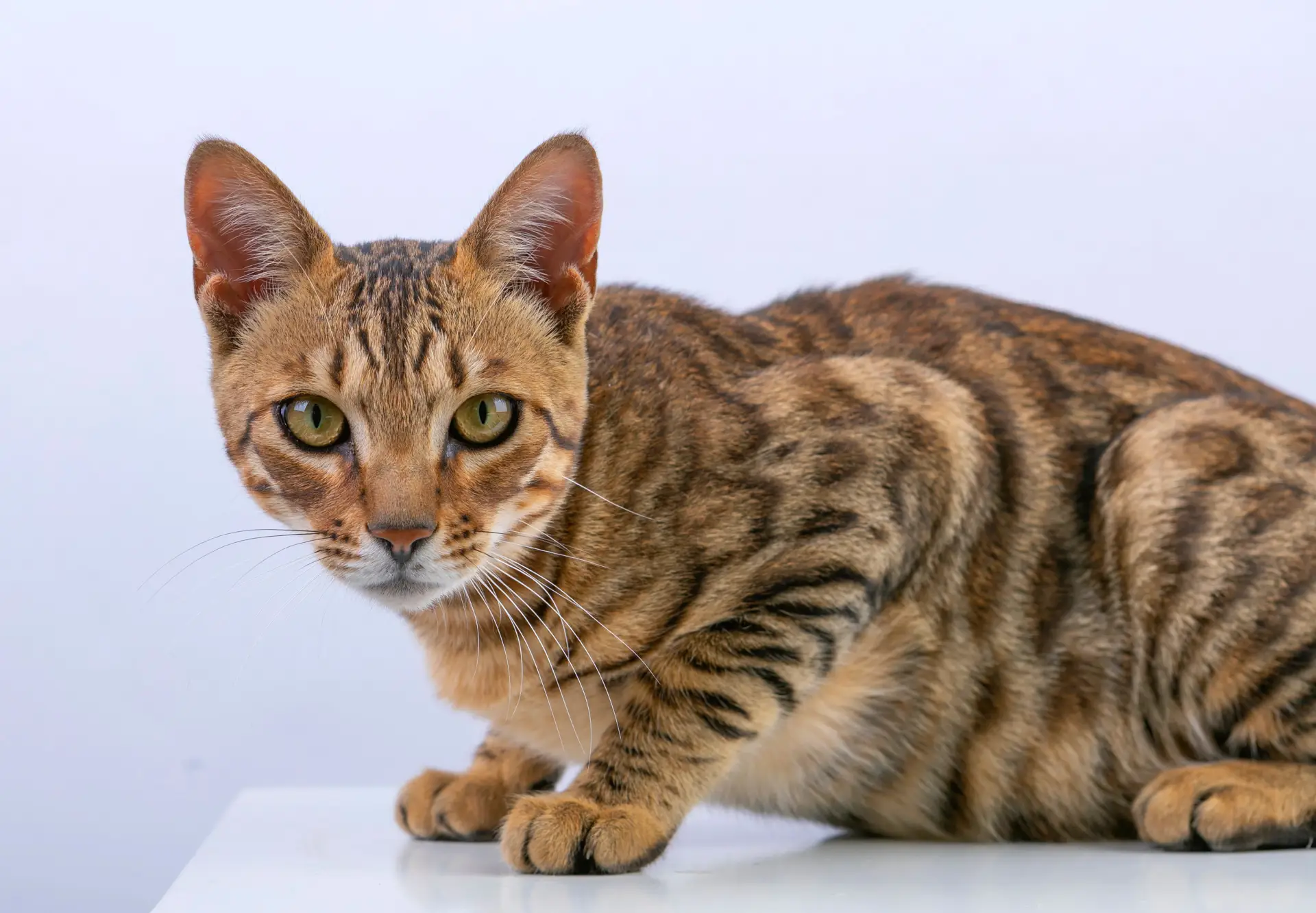 A close-up of a Toyger kitten's face showing distinctive head markings and round ears