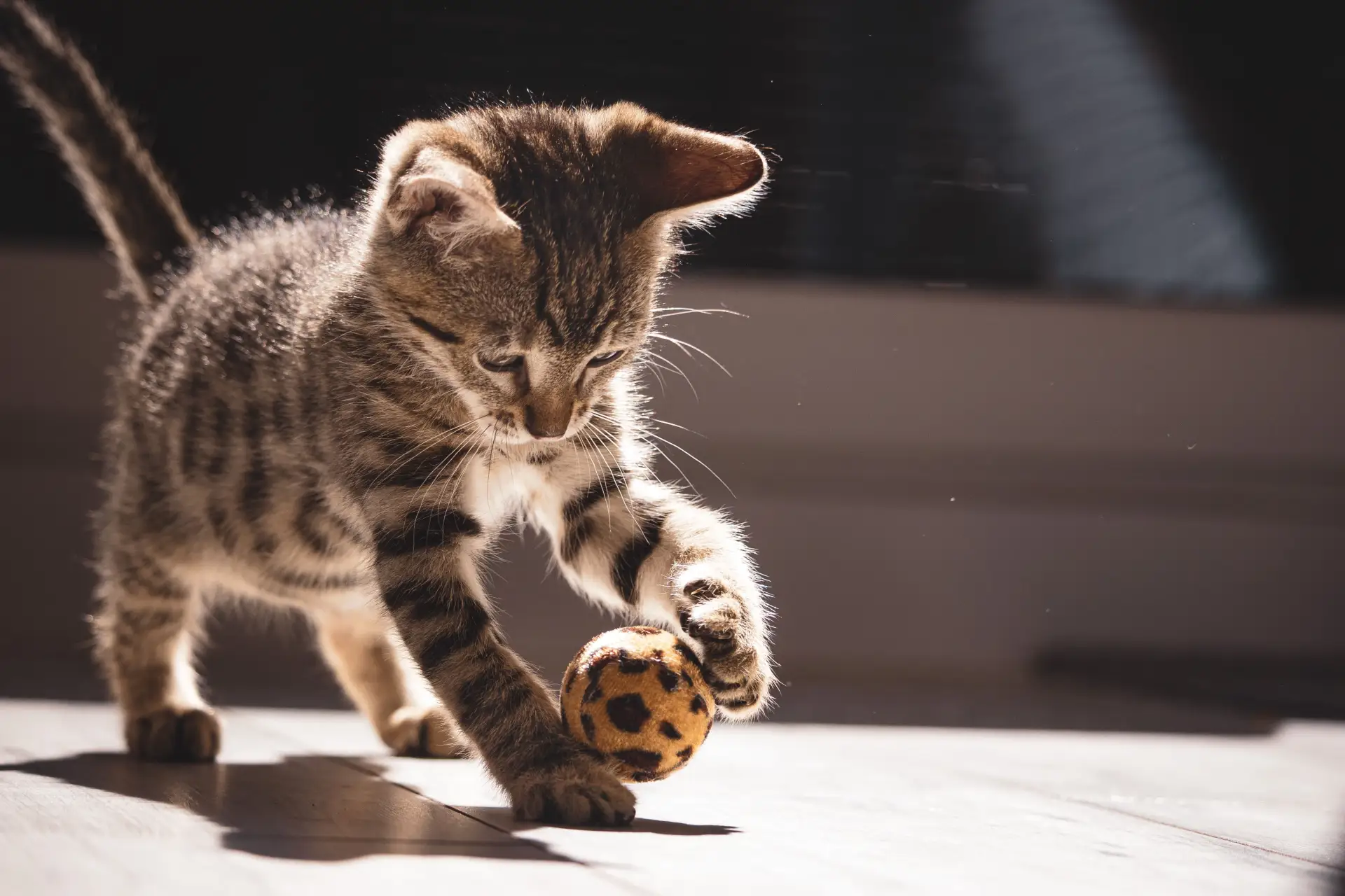 A Toyger cat playing with a feather wand toy, showing athletic movement and focus